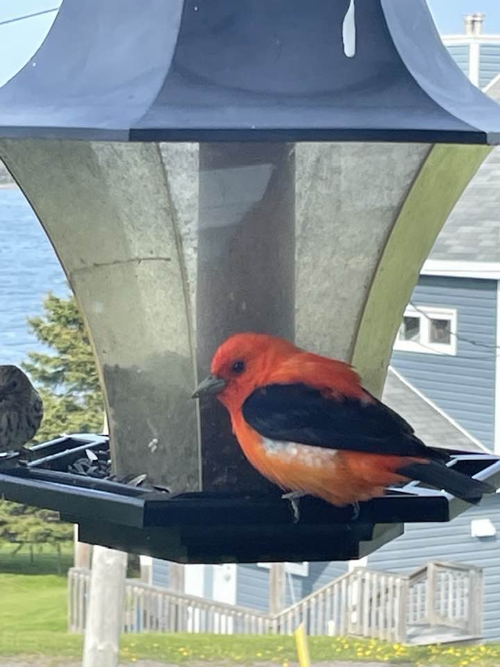 Scarlet Tanager - CB_Bird_Reports Data