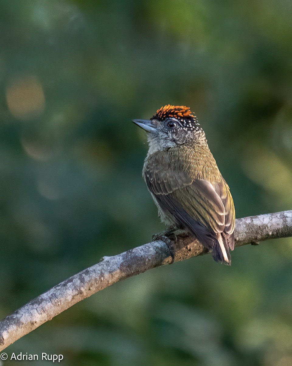 Fine-barred Piculet - ML578672561