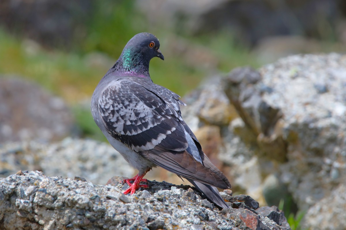 Pigeon biset (forme domestique) - ML578673201