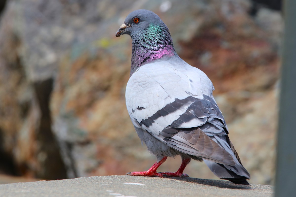 Pigeon biset (forme domestique) - ML578673371