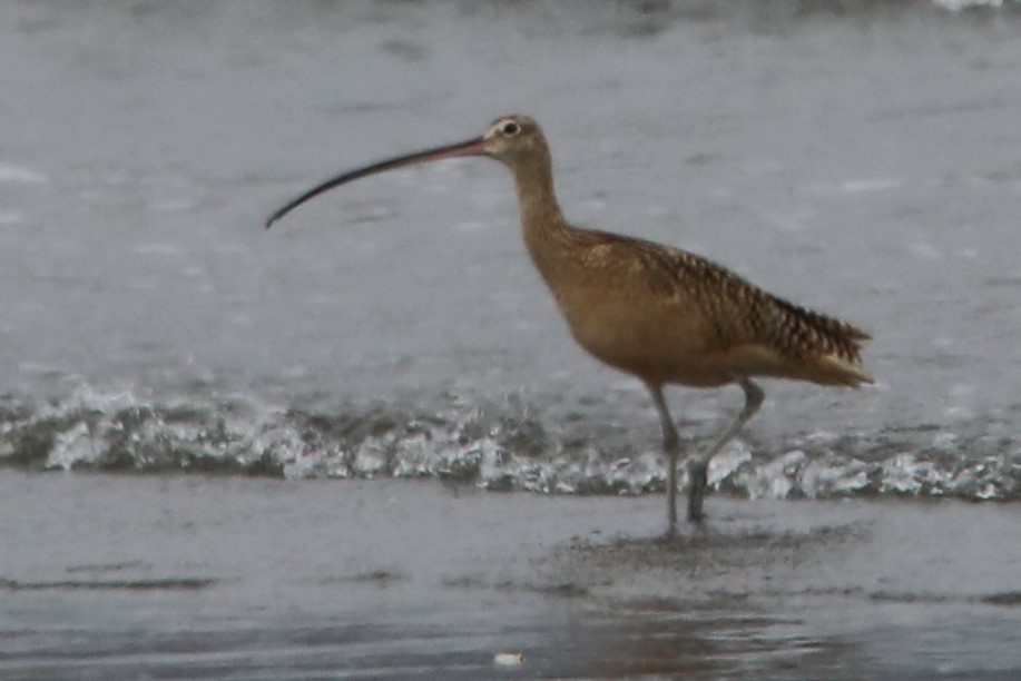 Long-billed Curlew - ML578673461
