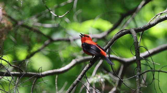 Scarlet Tanager - ML578674871