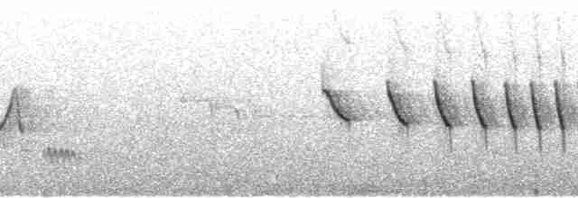 Dusky-tailed Antbird - ML57868