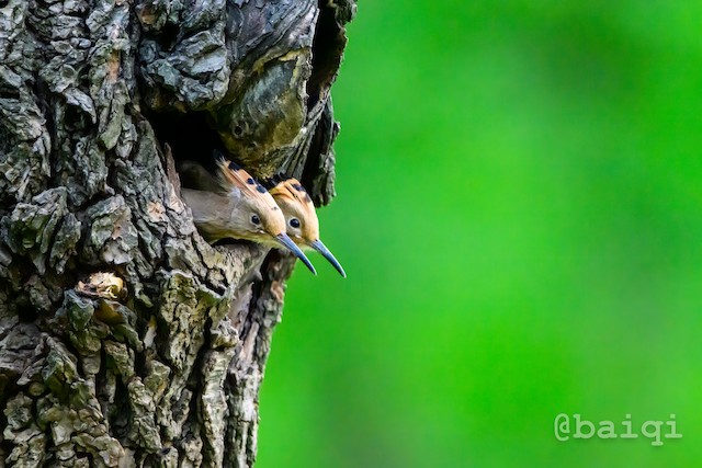 Nest Site with Young - Eurasian Hoopoe - 