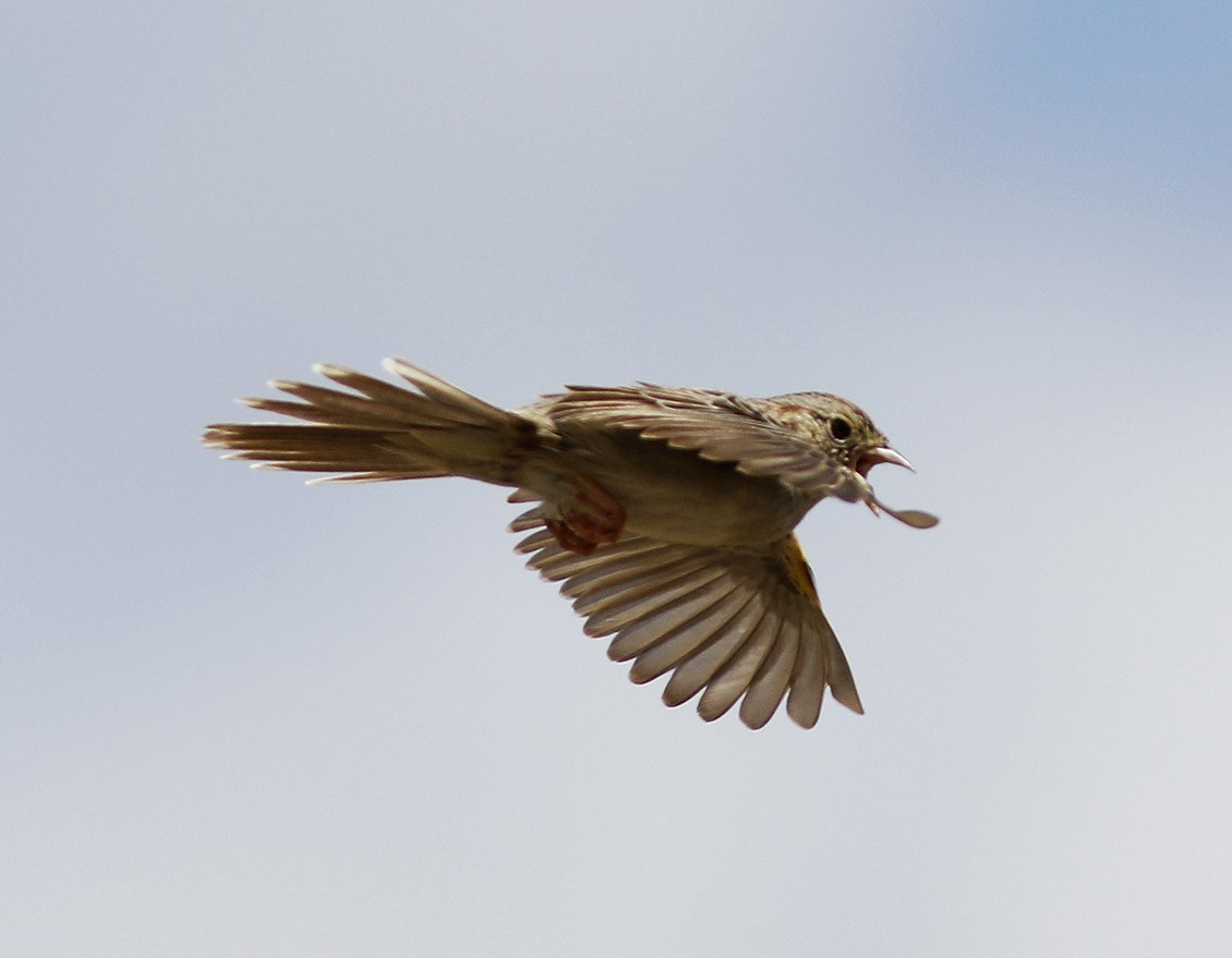 Cassin's Sparrow - Bill Maynard