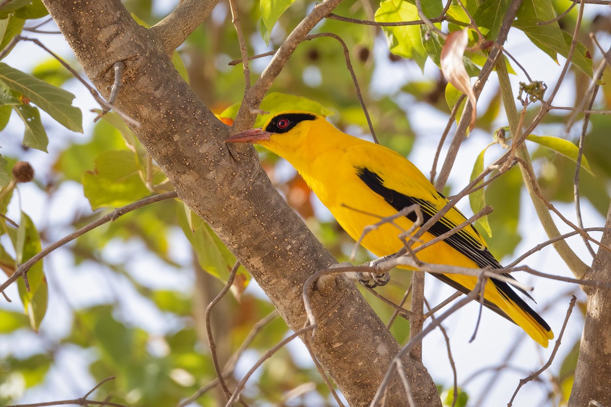 African Golden Oriole - ML578681361