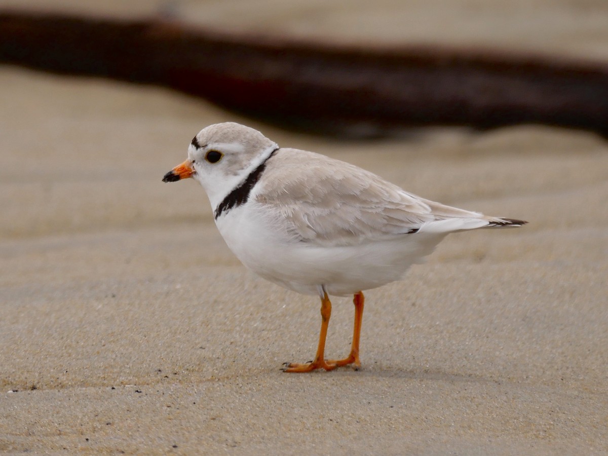 Piping Plover - ML57868161