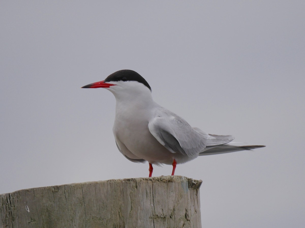 Common Tern - ML57868221