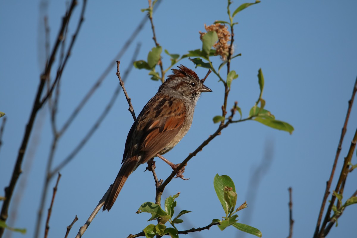 Swamp Sparrow - ML578684491
