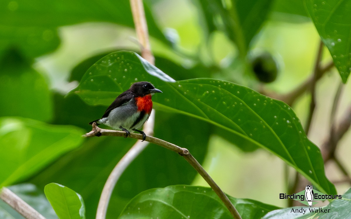 Gray-sided Flowerpecker (Gray-sided) - Andy Walker - Birding Ecotours