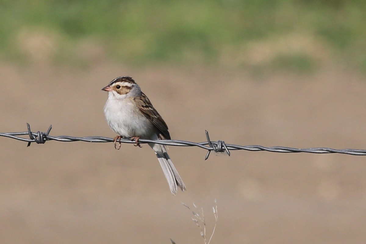 Clay-colored Sparrow - ML578692441