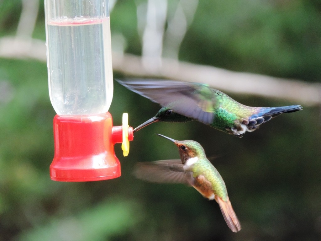 Scintillant Hummingbird - ML57869251