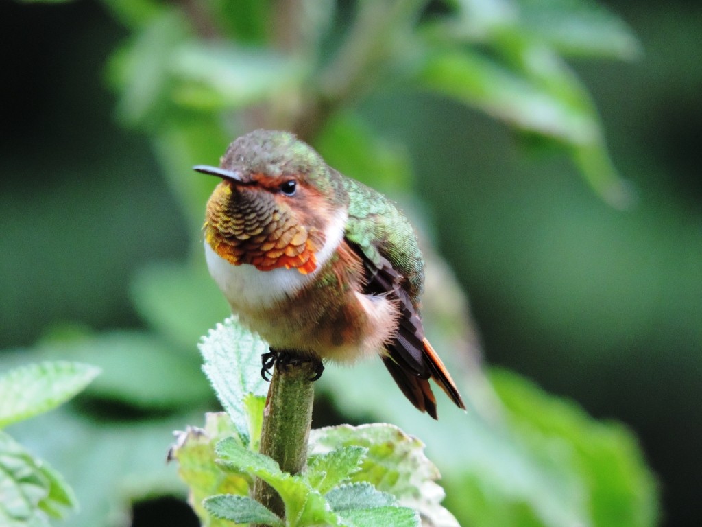 Scintillant Hummingbird - Pablo Garro