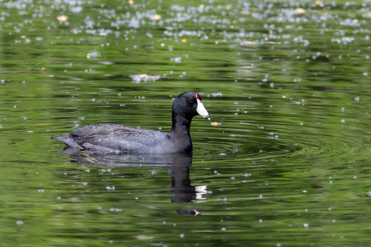 American Coot (Red-shielded) - ML578692691