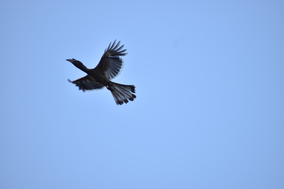 Indian Gray Hornbill - Arjun Suresh