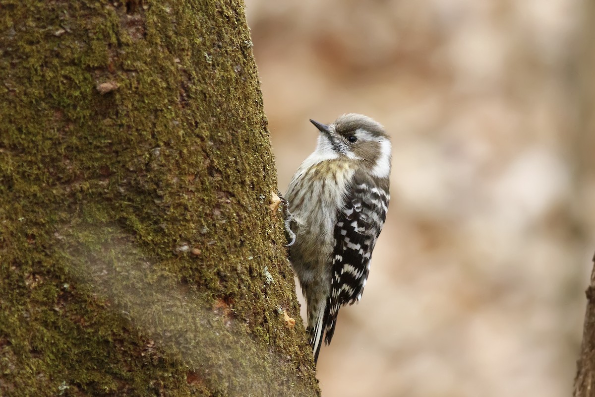 Japanese Pygmy Woodpecker - ML578694531