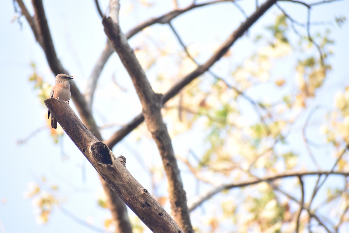 Chestnut-tailed Starling - ML578694631