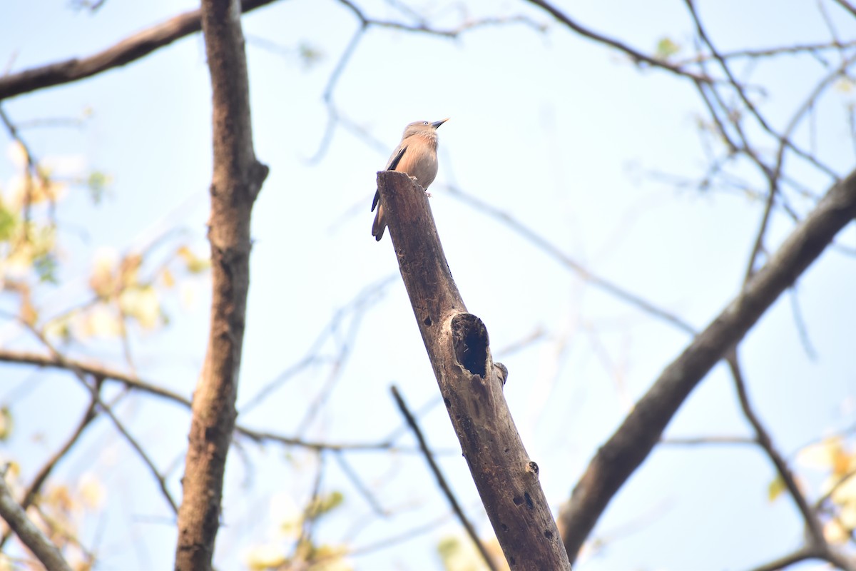 Chestnut-tailed Starling - ML578694651