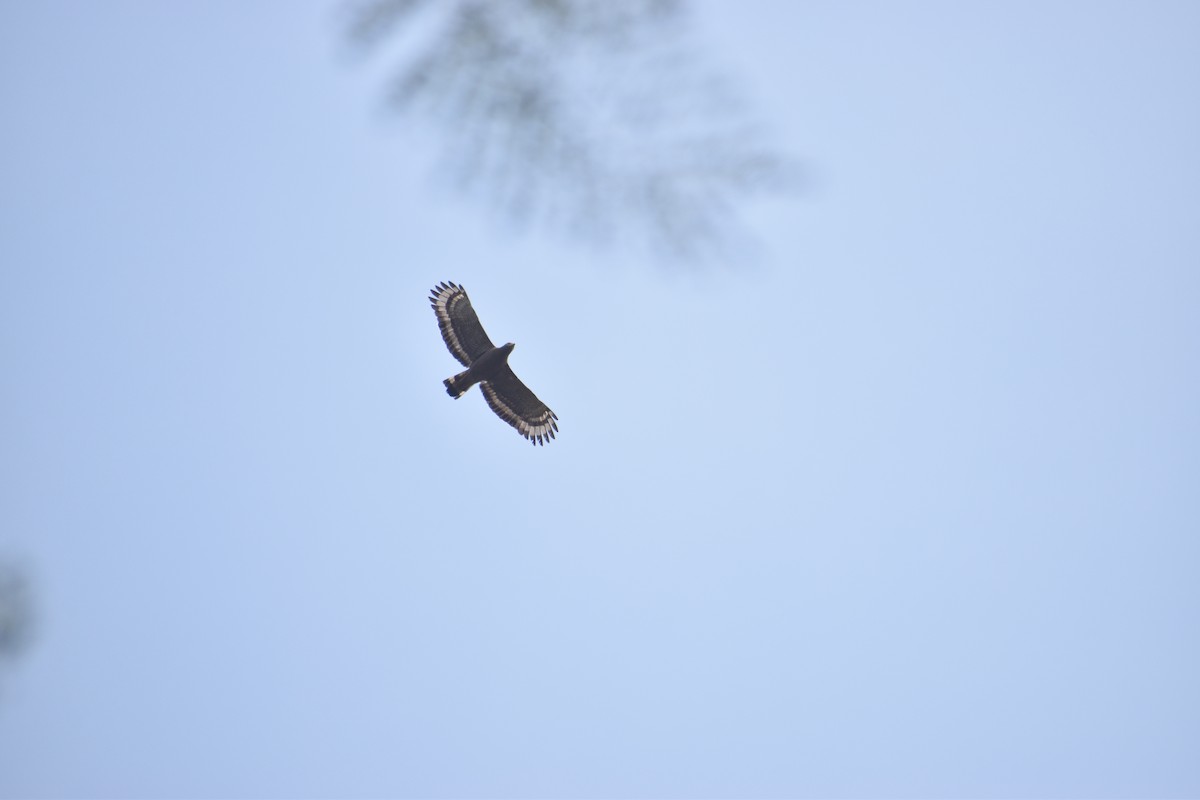 Crested Serpent-Eagle - ML578694661