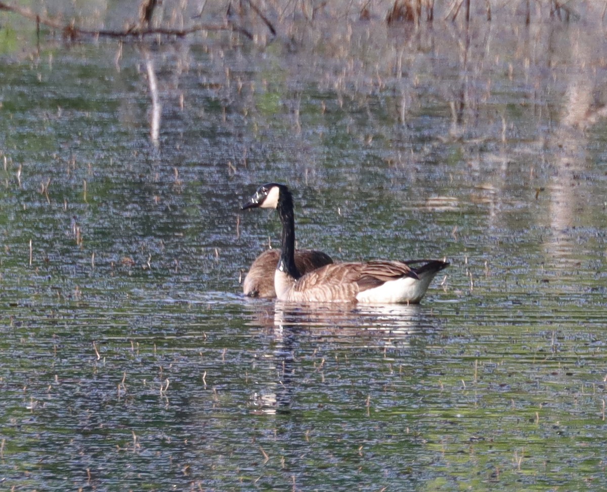 eBird Checklist 28 May 2023 Headlands Beach SPShipman Pond 79