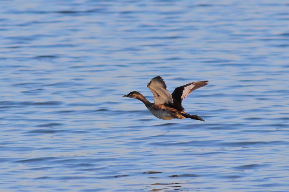 Ebird Checklist - 23 May 2023 - Fred Finch Park, Berkeley - 45 Species 