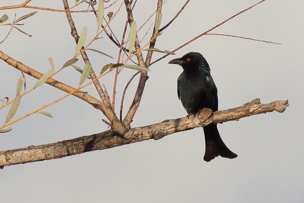 Spangled Drongo - ML578703001