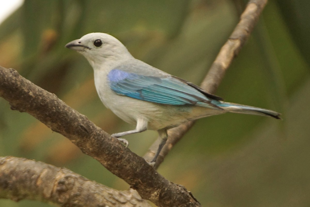 Blue-gray Tanager - ML578703041
