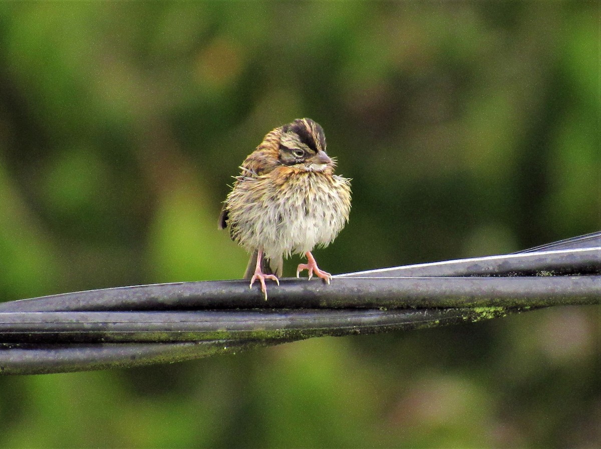 Rufous-collared Sparrow - ML578703231