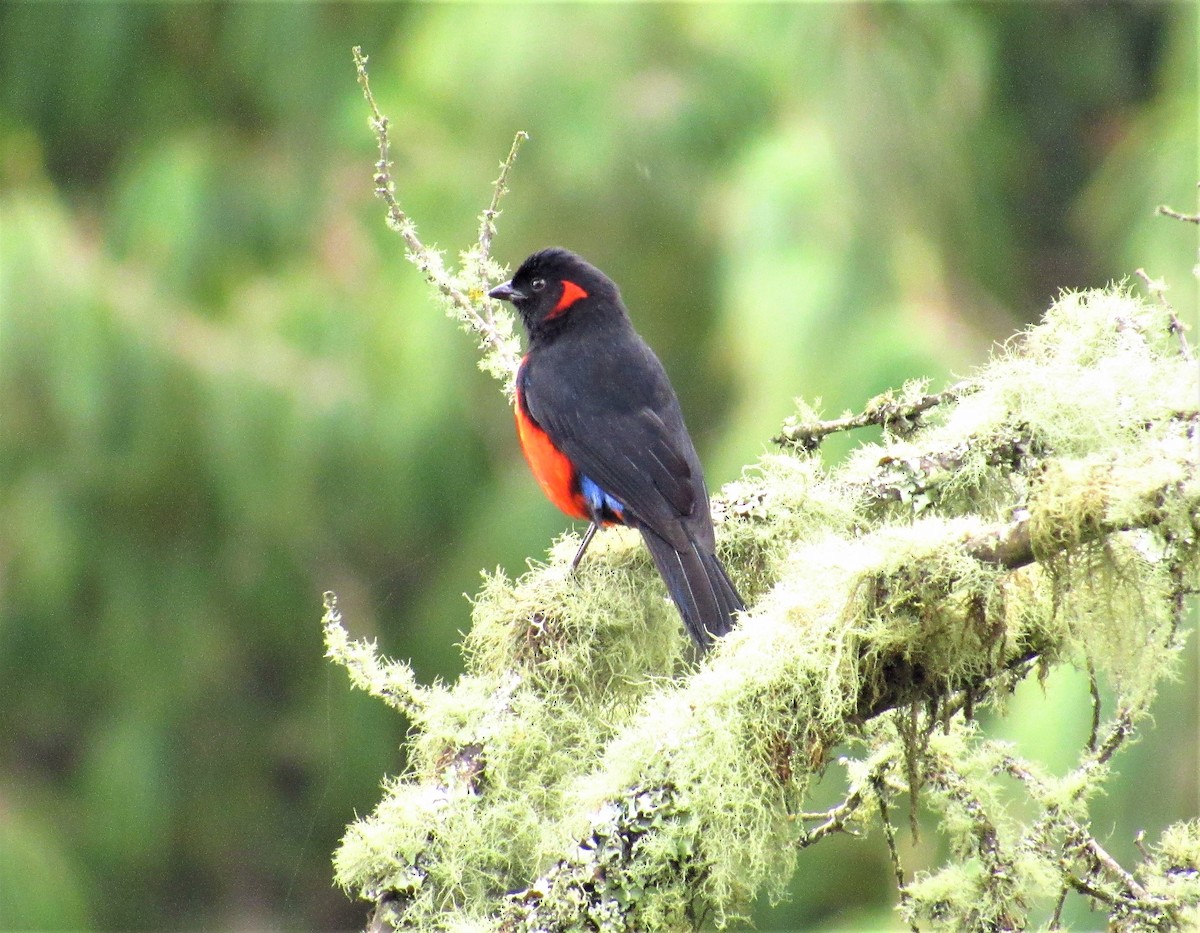 Scarlet-bellied Mountain Tanager - ML578703271
