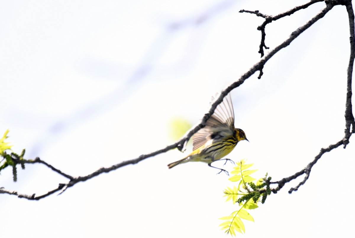 Cape May Warbler - ML578706261