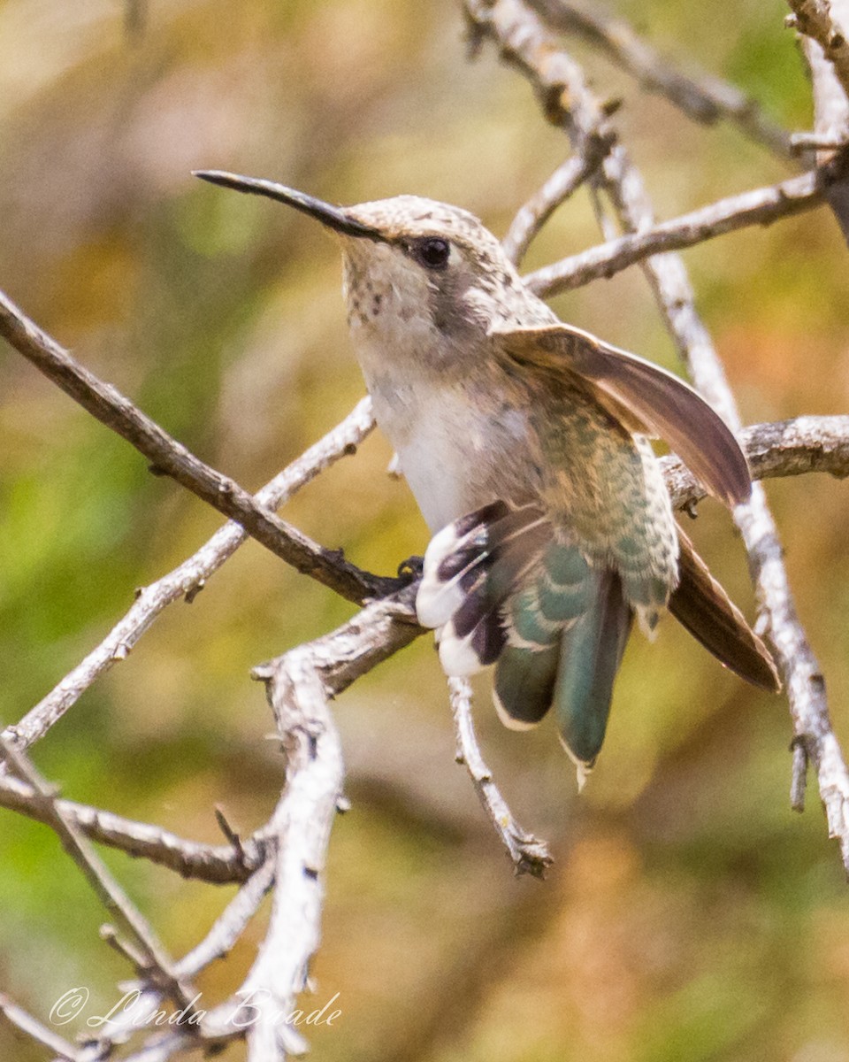 Anna's Hummingbird - ML578707911