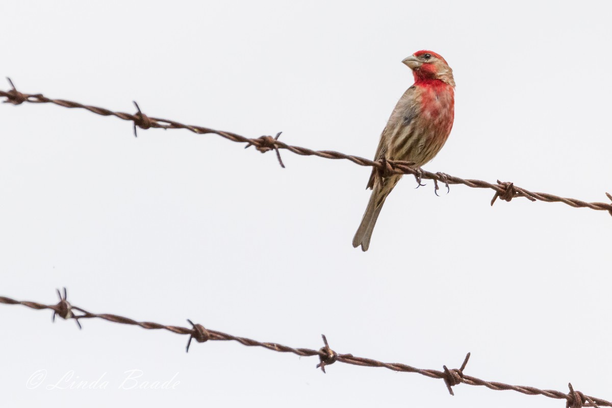 House Finch - Gerry and Linda Baade