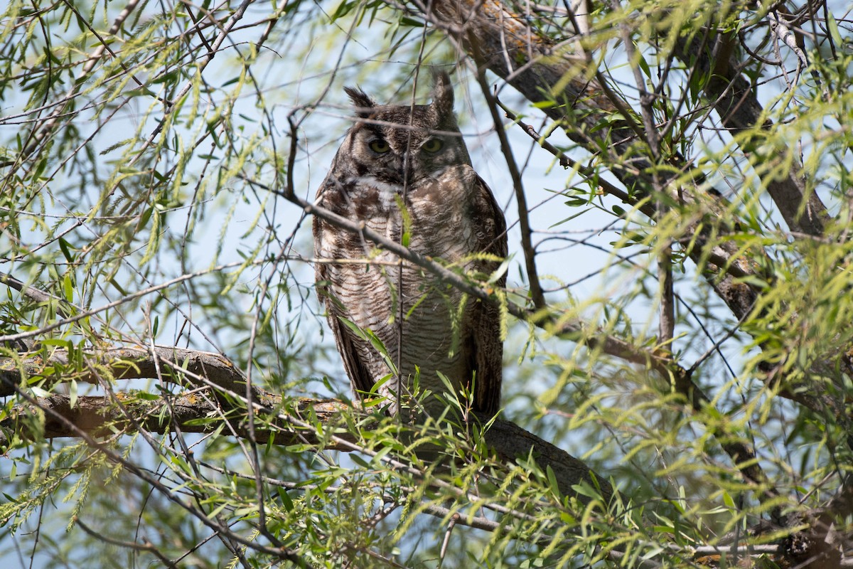 Great Horned Owl - John Hiles