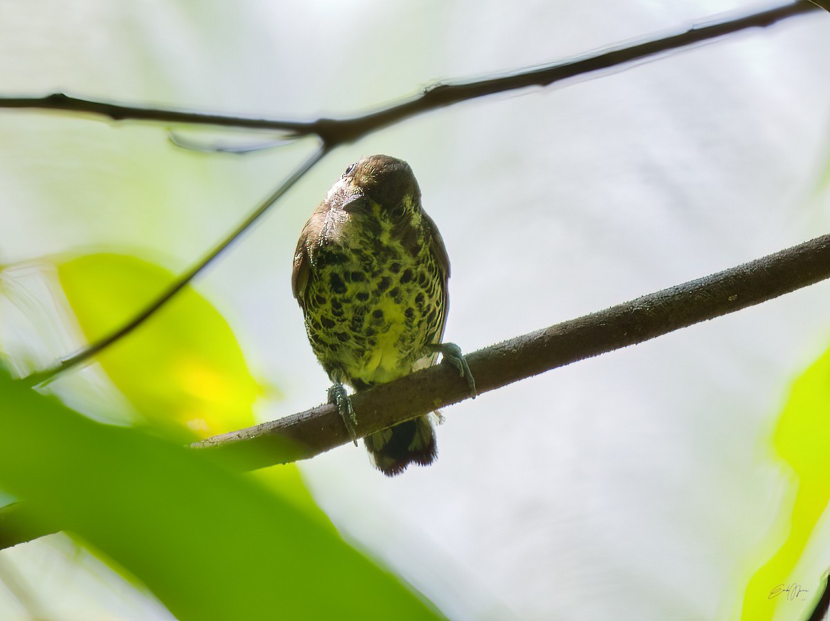 Speckled Piculet - ML578711651