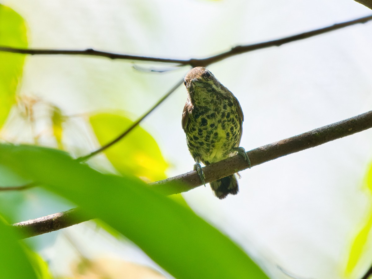Speckled Piculet - ML578711661