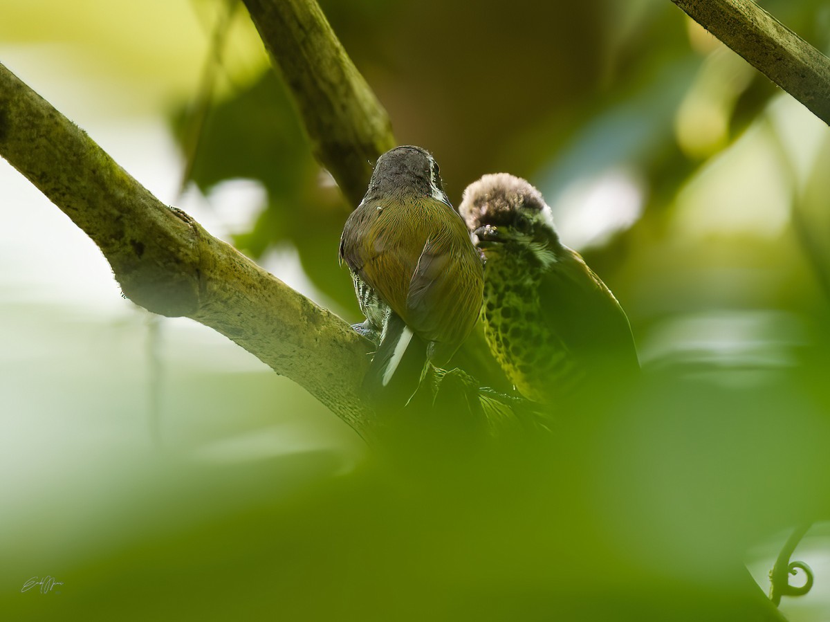 Speckled Piculet - ML578711671