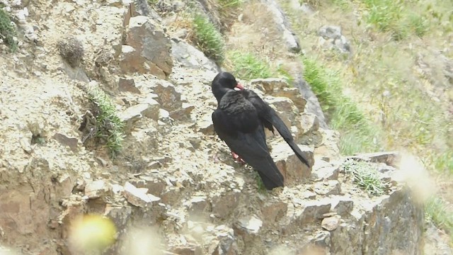 Red-billed Chough - ML578712751