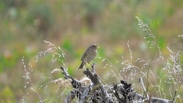 Grasshopper Sparrow - ML578715961