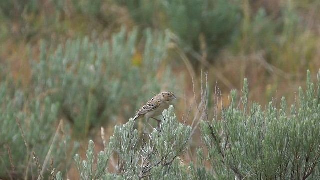 Grasshopper Sparrow - ML578716101