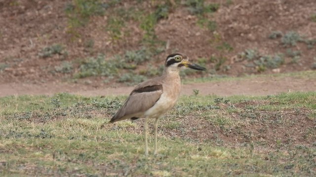 Great Thick-knee - ML578716511