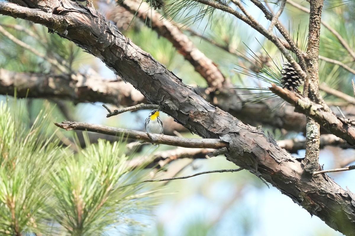 Yellow-throated Warbler - ML578719271