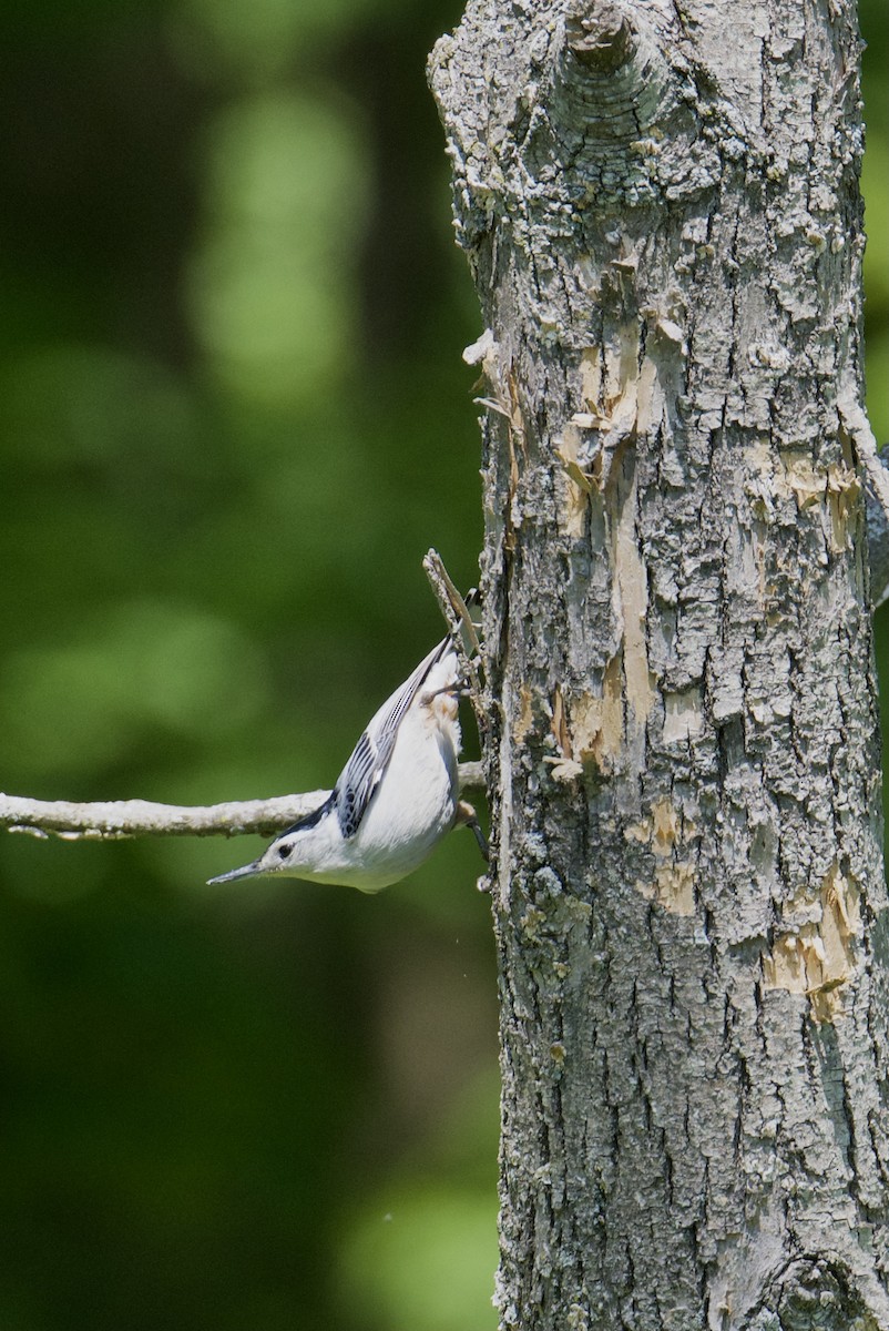 White-breasted Nuthatch - ML578719361