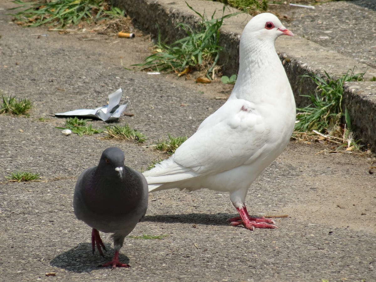 Rock Pigeon (Feral Pigeon) - ML578721521