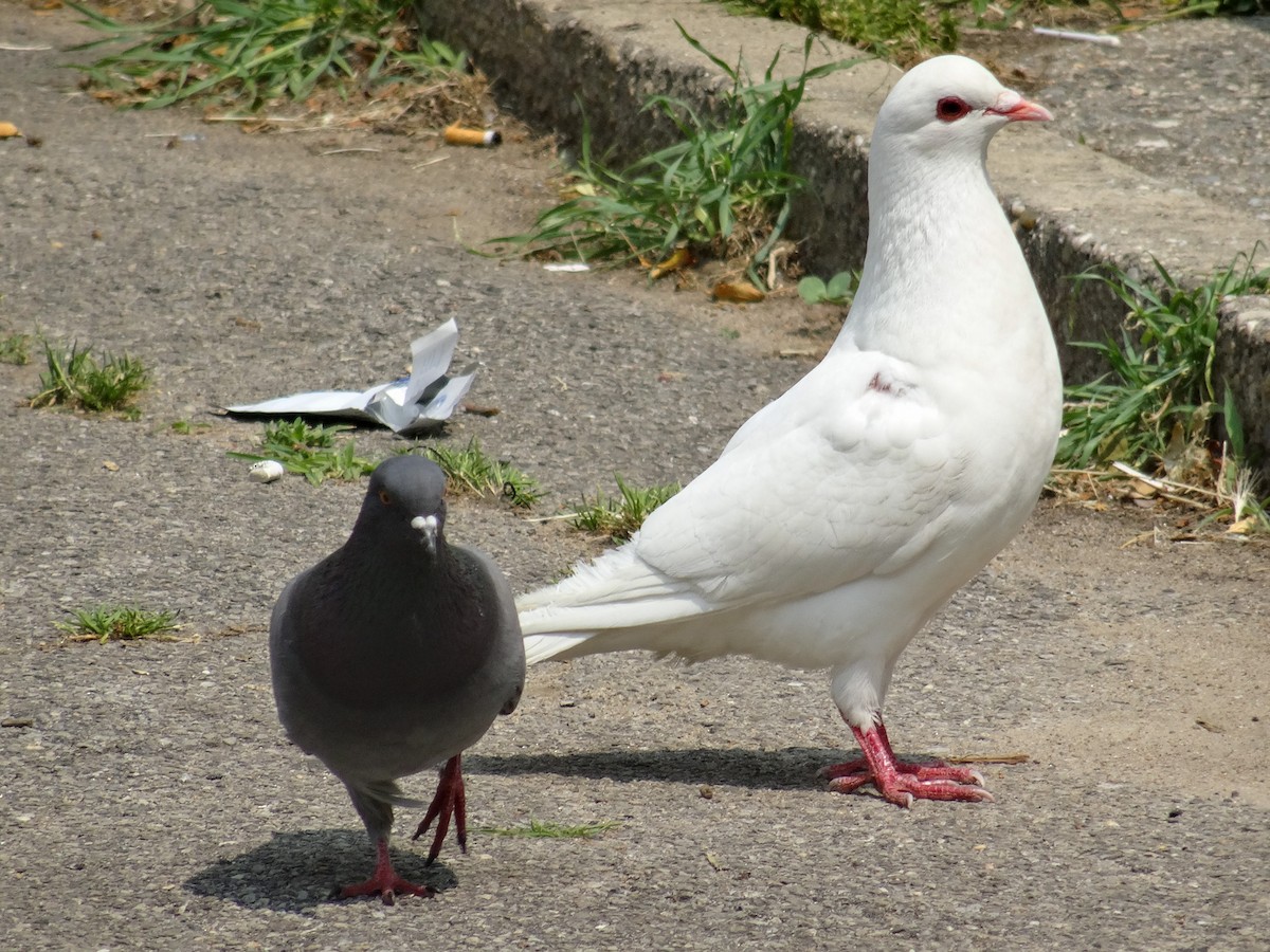 Rock Pigeon (Feral Pigeon) - ML578721541
