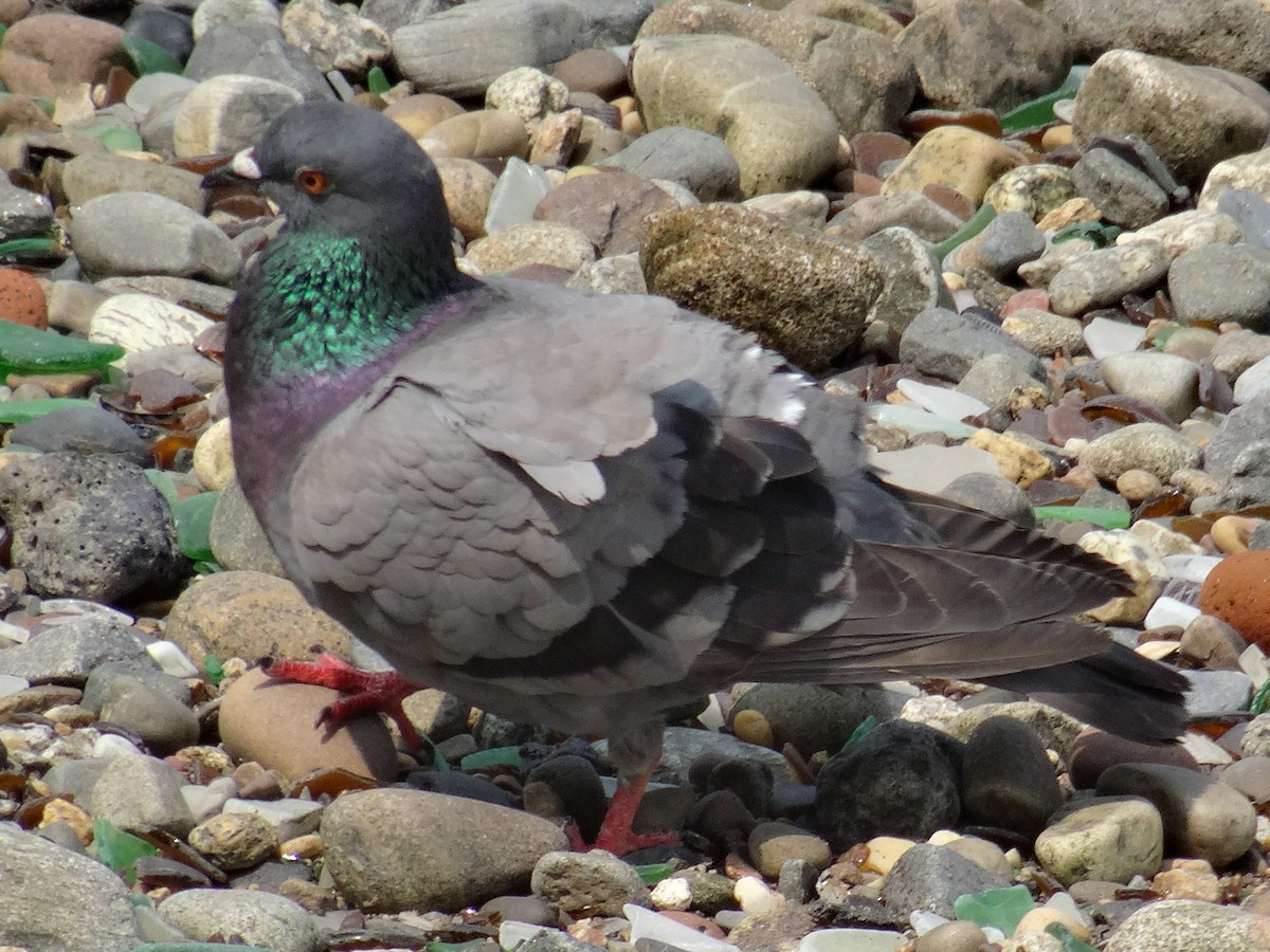 Rock Pigeon (Feral Pigeon) - ML578721611