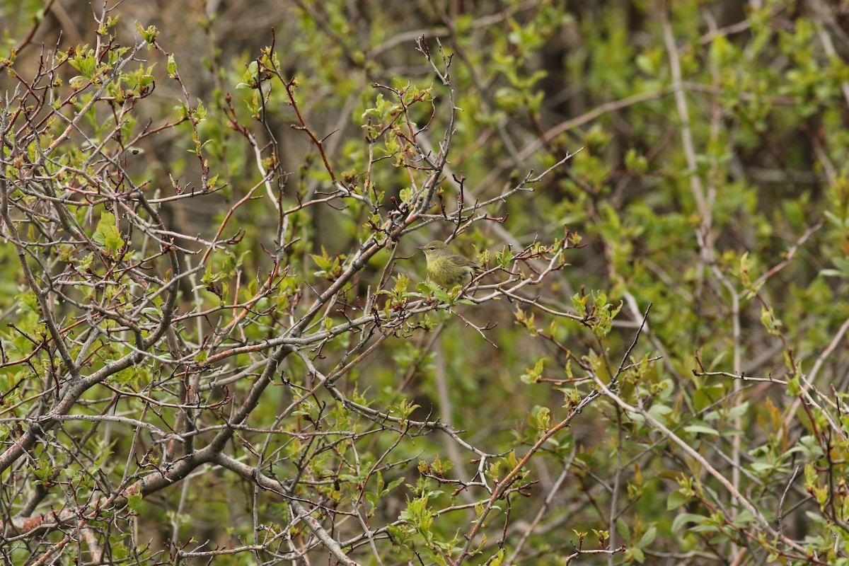 Orange-crowned Warbler - ML578725631