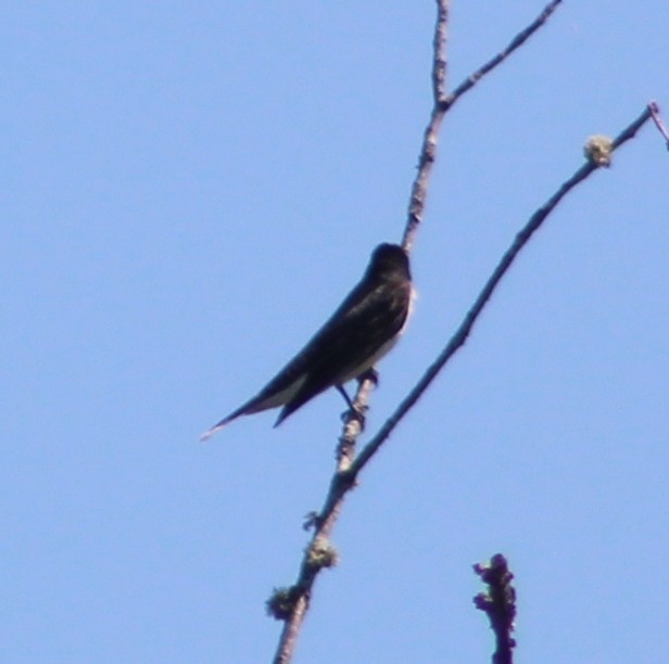 Eastern Kingbird - Audrūnas Gricius