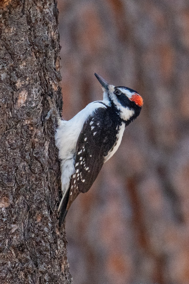 Hairy Woodpecker - ML578728281