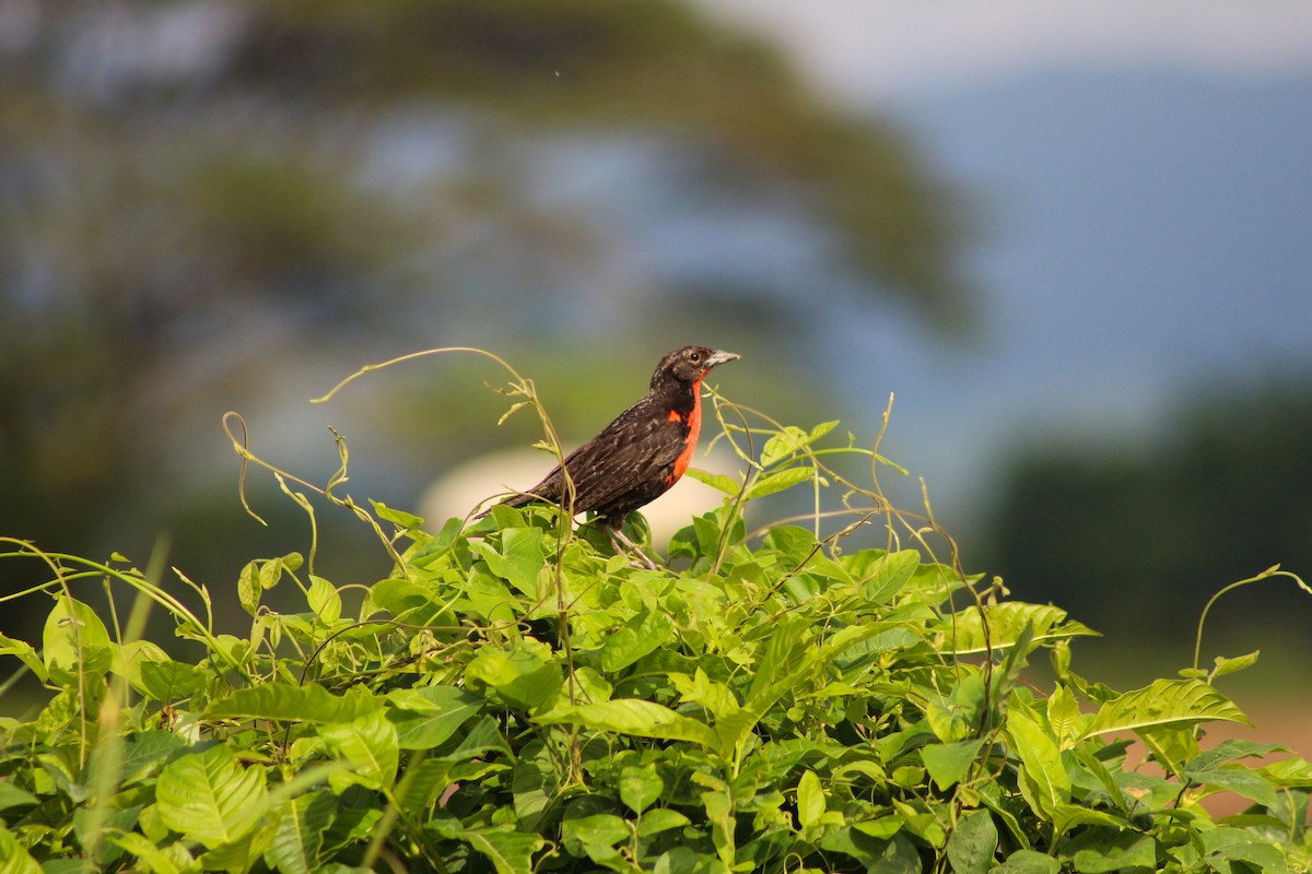 Red-breasted Meadowlark - ML578728761