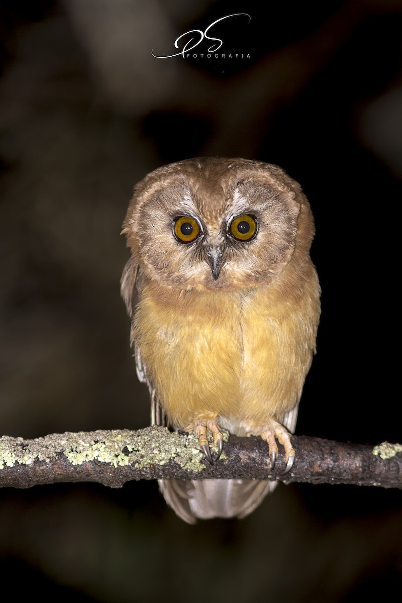 Unspotted Saw-whet Owl - ML57873571